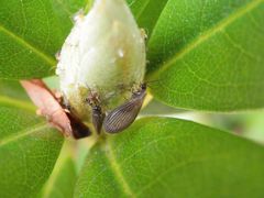 Ein Netzflügler - Schwammhaft (Sisyra terminalis) ???