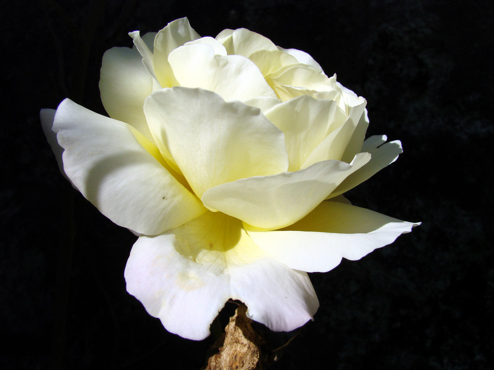 Ein neue Königin der Blumen