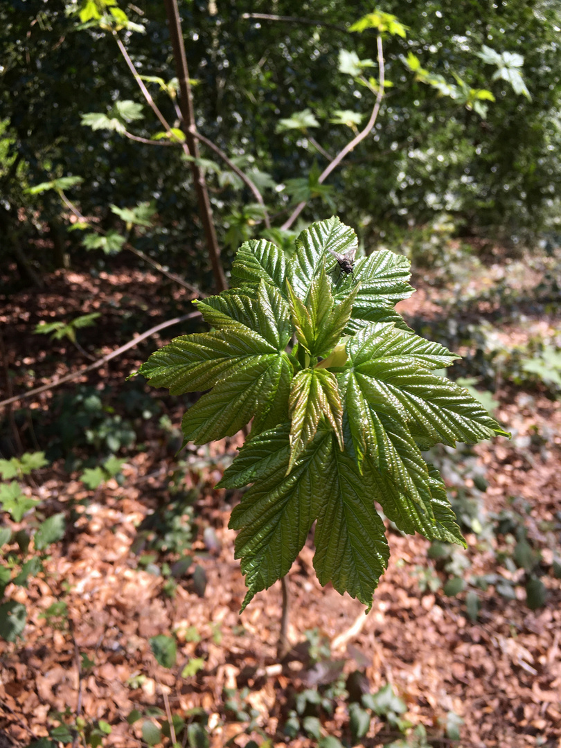 ein neuer Baum entsteht