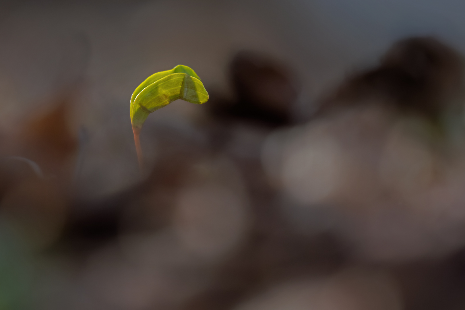 Ein neuer Baum erwacht