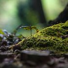 Ein neuer Baum kommt