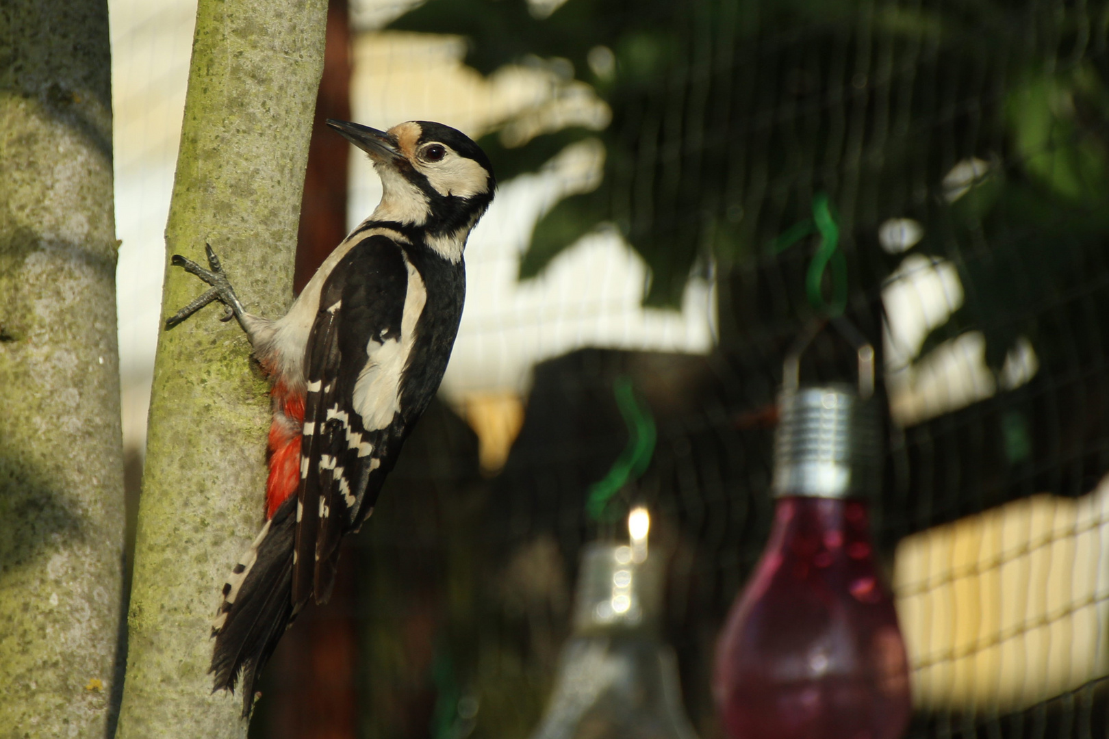 Ein neuer Besucher im Garten