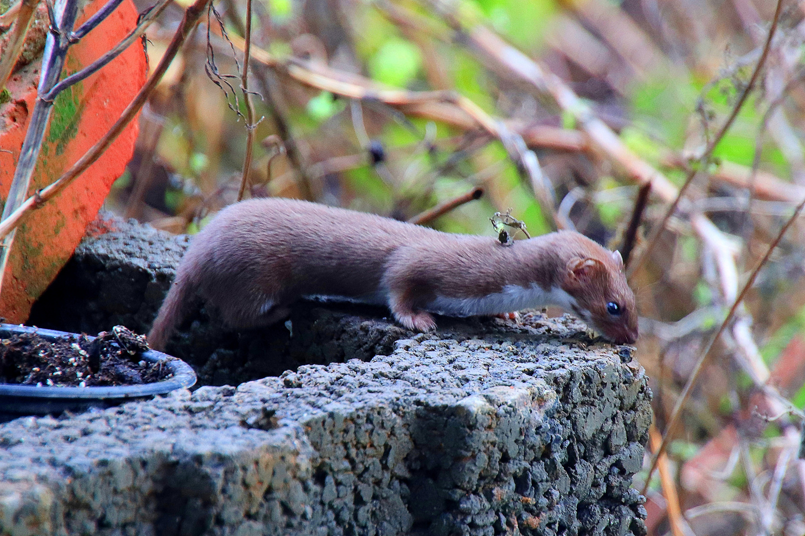 Ein neuer Besucher im Garten