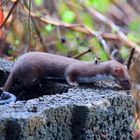 Ein neuer Besucher im Garten