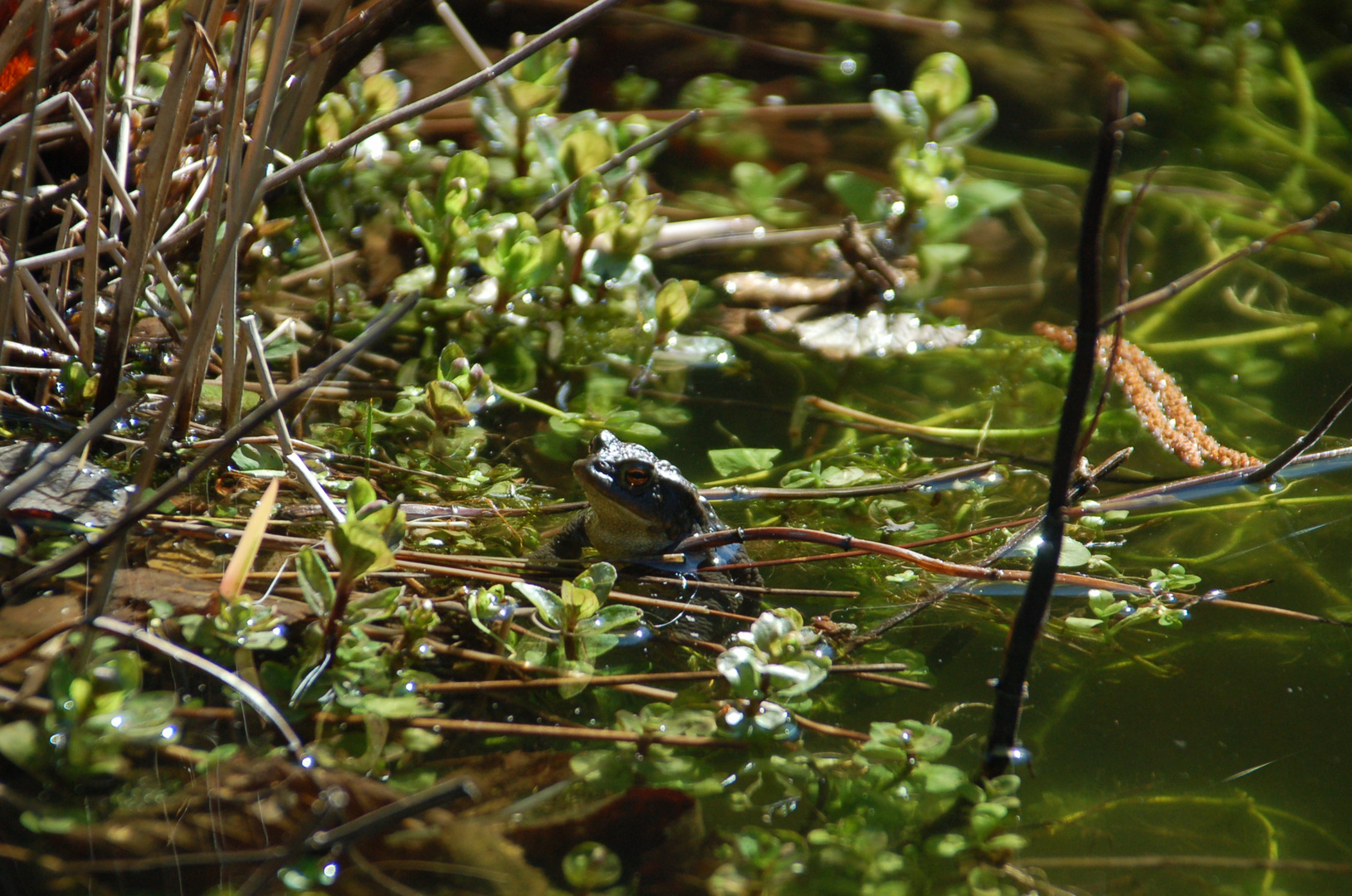 ein neuer Bewohner im Gartenteich Foto & Bild tiere, wildlife