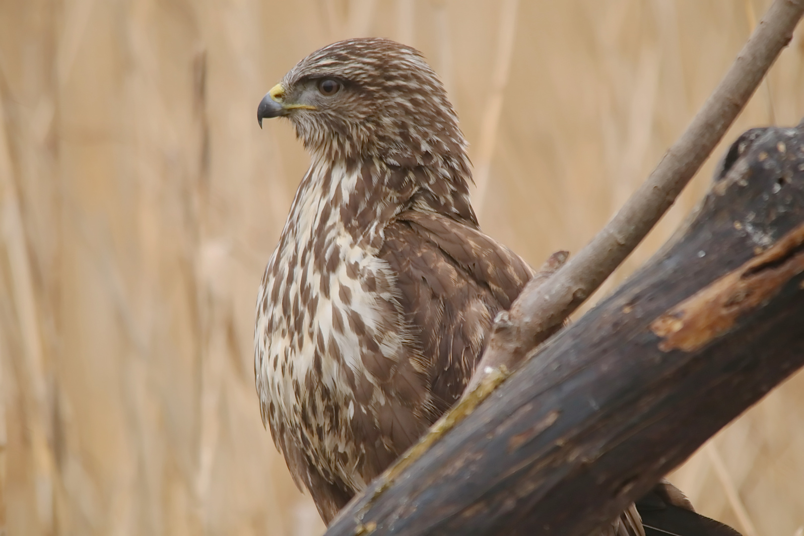 Ein neuer dunkeler Bussard