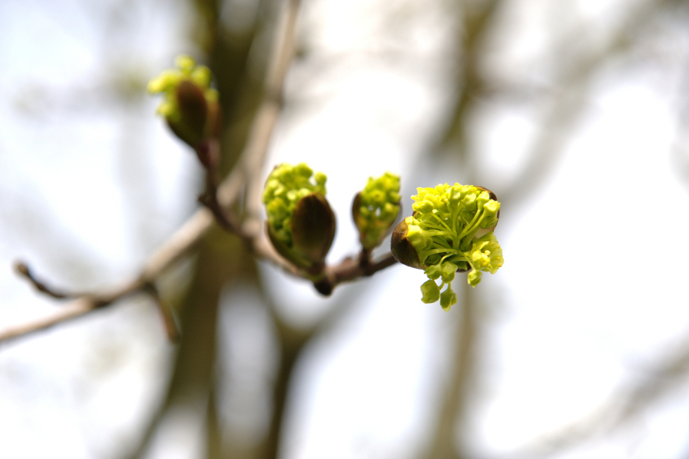 ein neuer Frühling