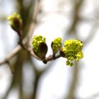 ein neuer Frühling