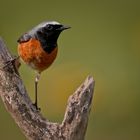 Ein neuer Gartenbewohner - der Gartenrotschwanz