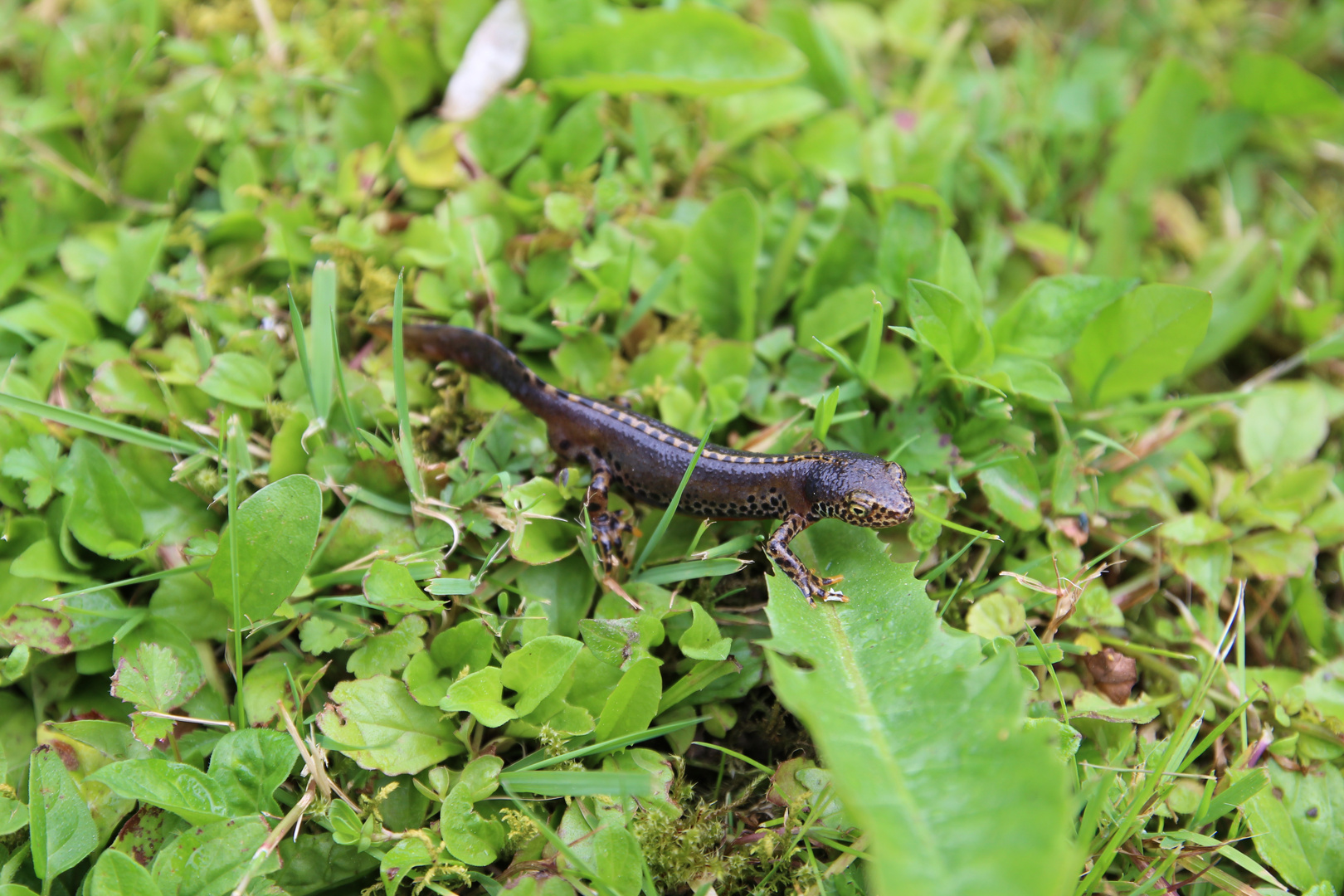 Ein neuer Gartenmitbewohner