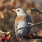 Ein neuer Gast im Garten