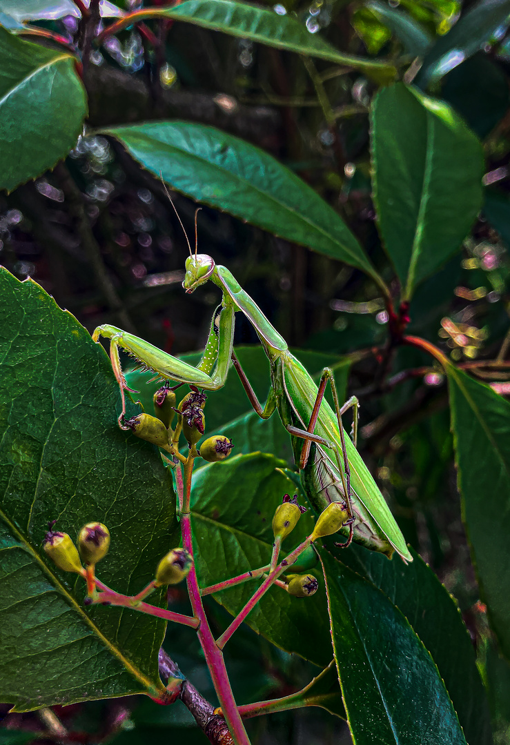 ein neuer Gast im Garten