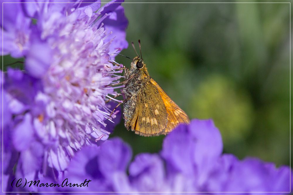 Ein neuer Gast im Garten