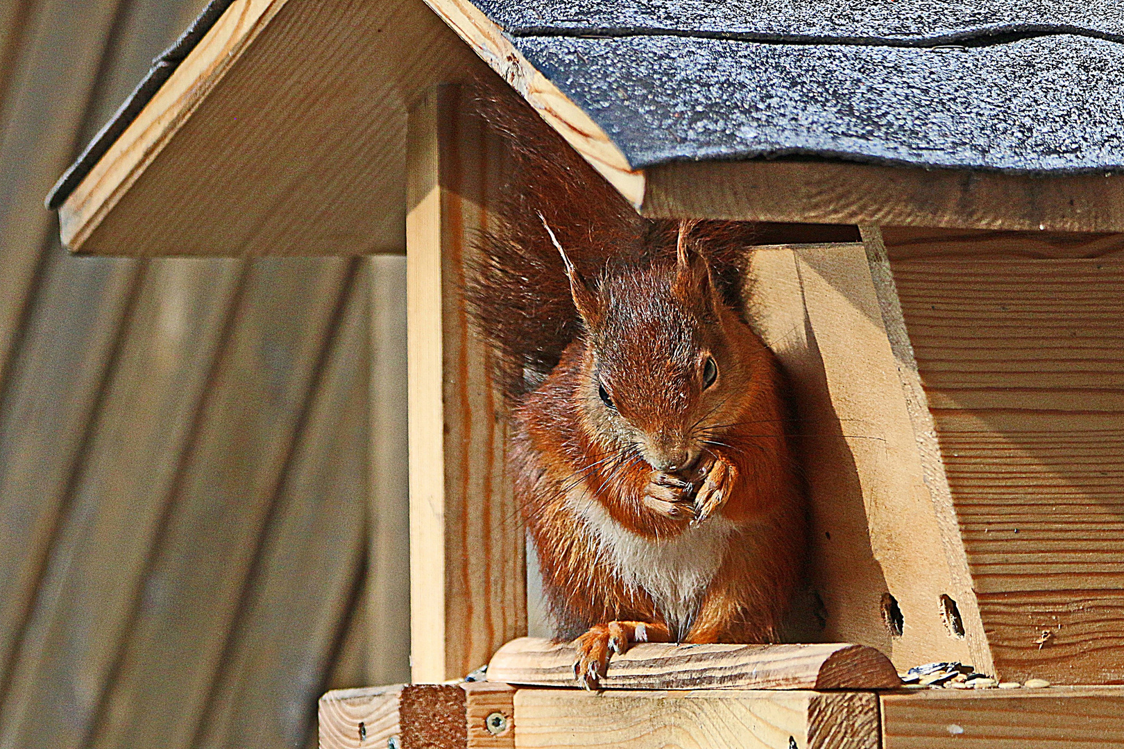 ein neuer Gast in unserem Futterhaus