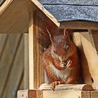 ein neuer Gast in unserem Futterhaus