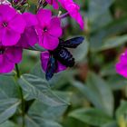 Ein neuer Gast in unserem Garten