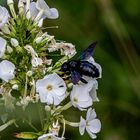 Ein neuer Gast in unserem Garten