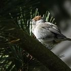 ein neuer Gast in unserem Garten