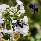 Ein neuer Gast in unserem Garten