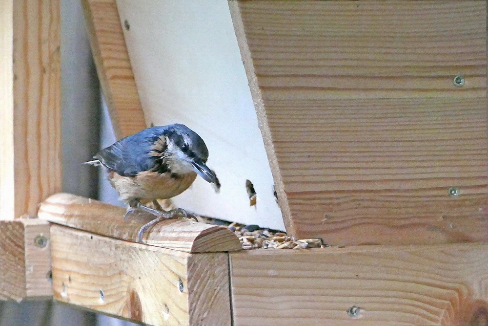 ein neuer Gast in unserem Vogelhaus