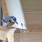 ein neuer Gast in unserem Vogelhaus