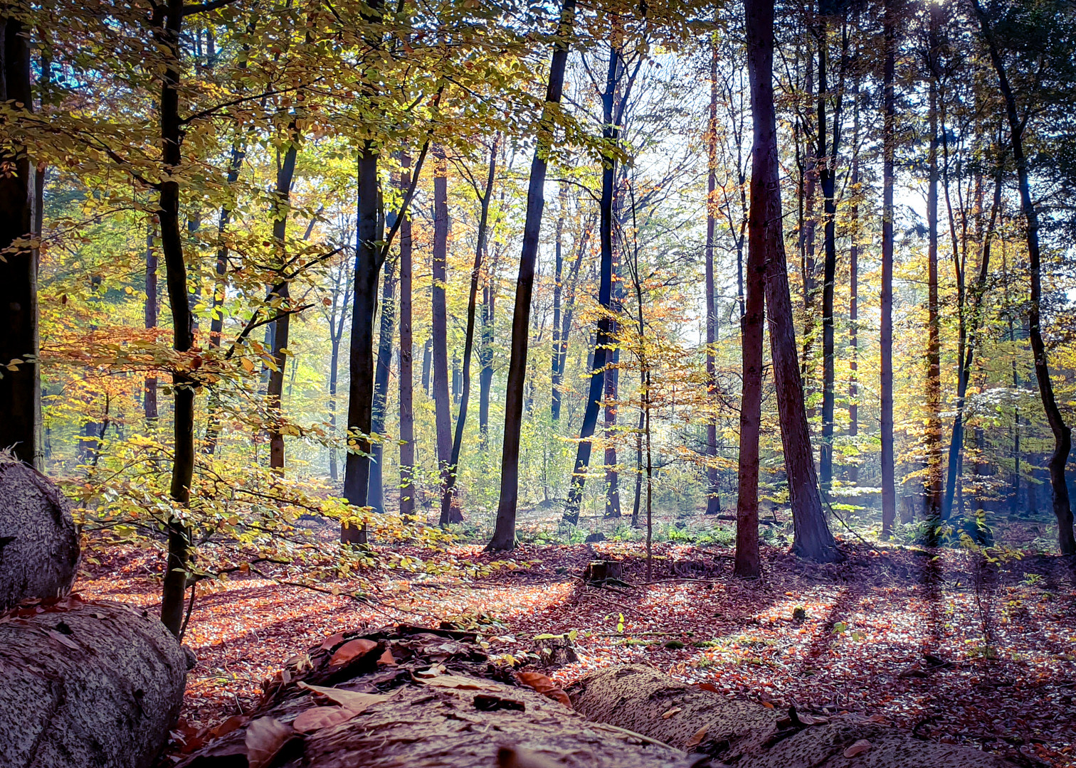 Ein neuer Morgen Foto & Bild | landschaft, jahreszeiten ...