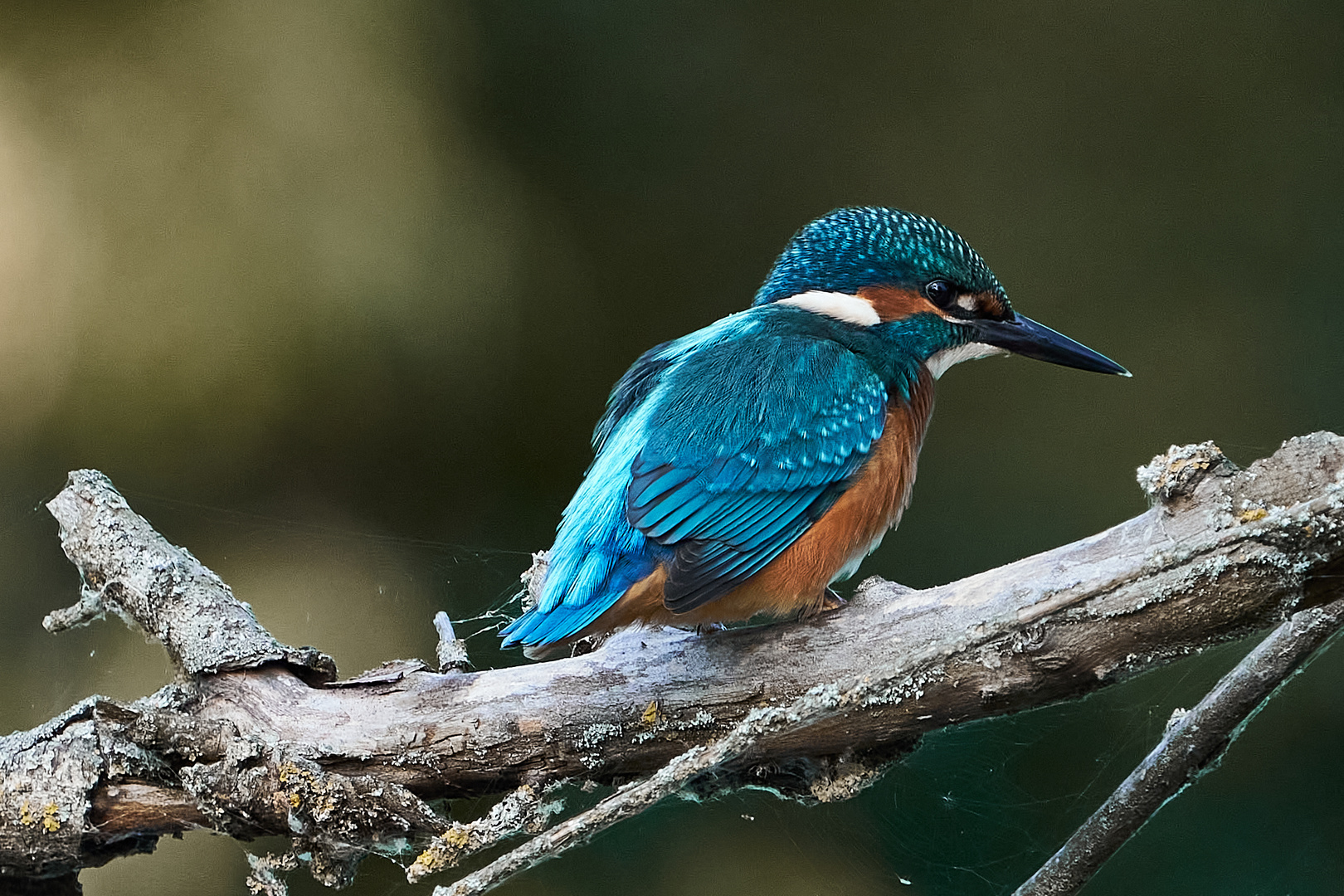 ein neuer Morgen ein neues Glück..... Eisvogel