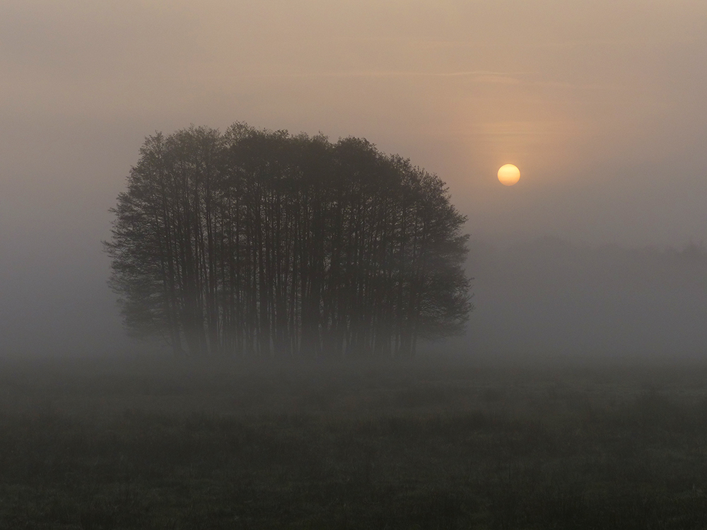 Ein neuer Nebelmorgen