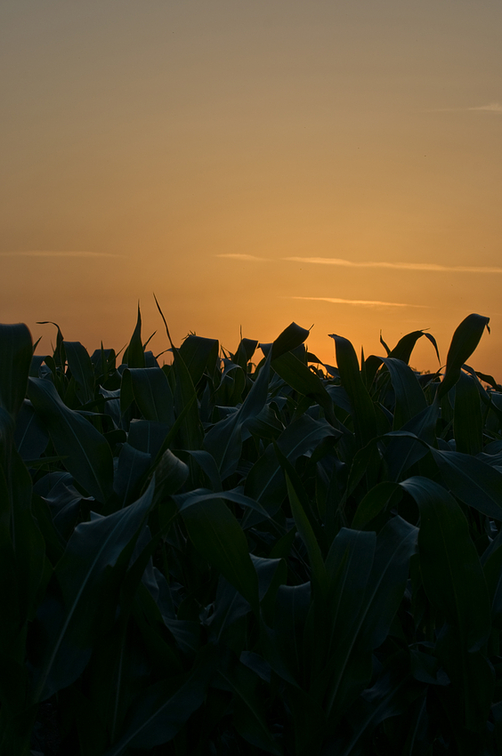 Ein neuer Tag beginnt am Maisfeld