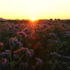 Ein neuer Tag erwacht, Sonnenaufgang über den Feldern