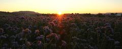 Ein neuer Tag erwacht, Sonnenaufgang über den Feldern