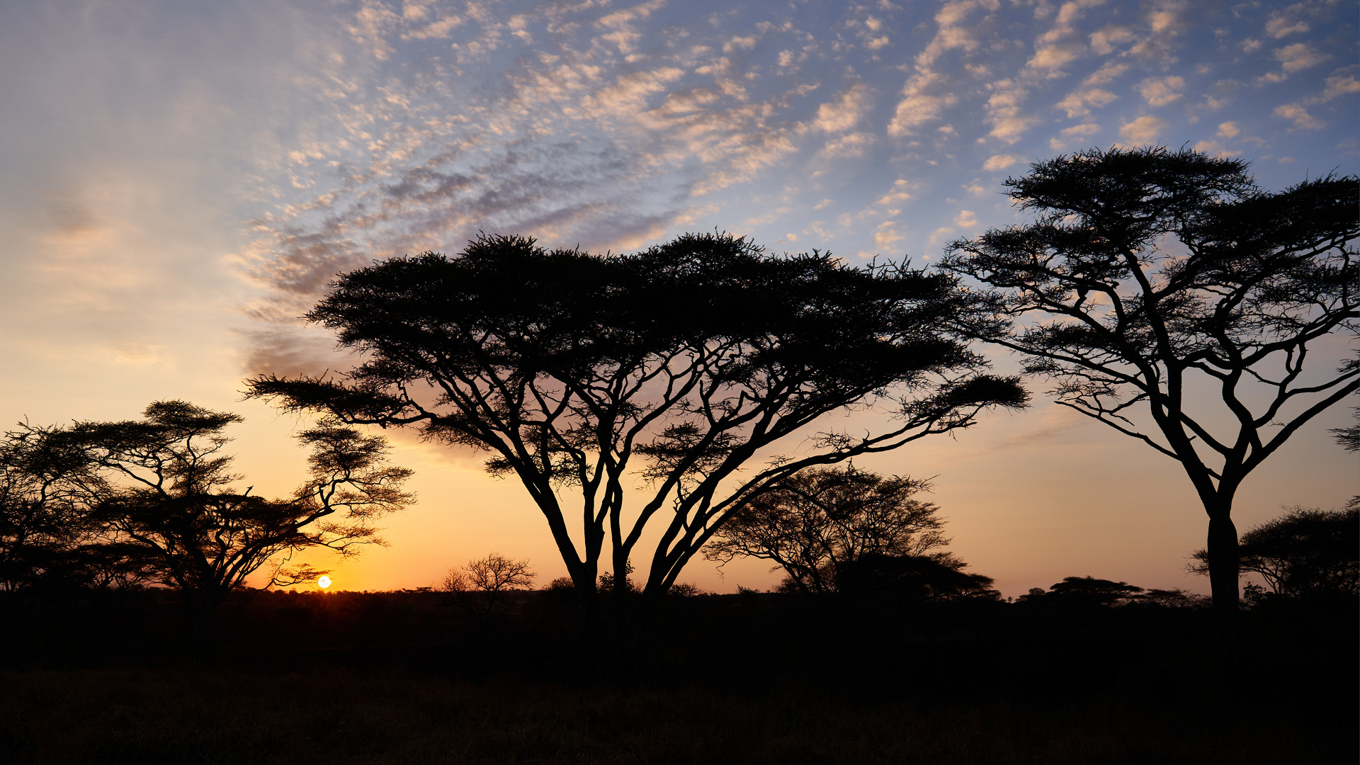 Ein neuer Tag in der Serengeti