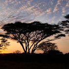 Ein neuer Tag in der Serengeti