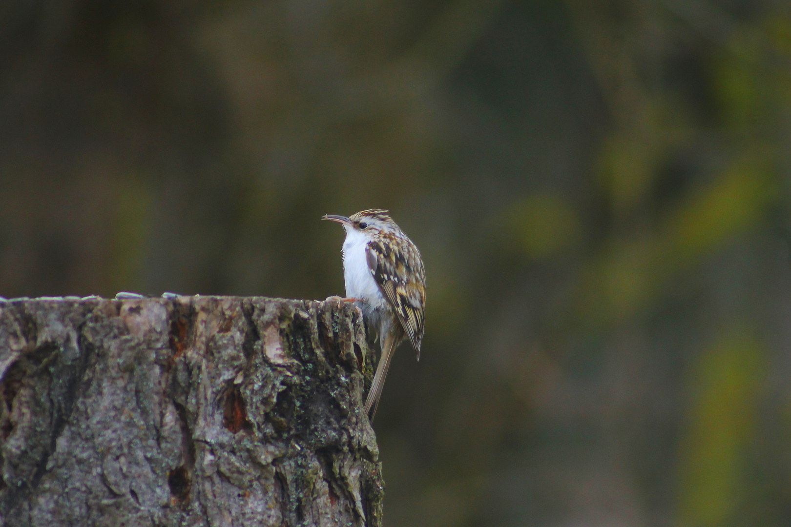 Ein neuer Zuflug auf der STW Waldbaumläufer