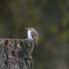 Ein neuer Zuflug auf der STW Waldbaumläufer