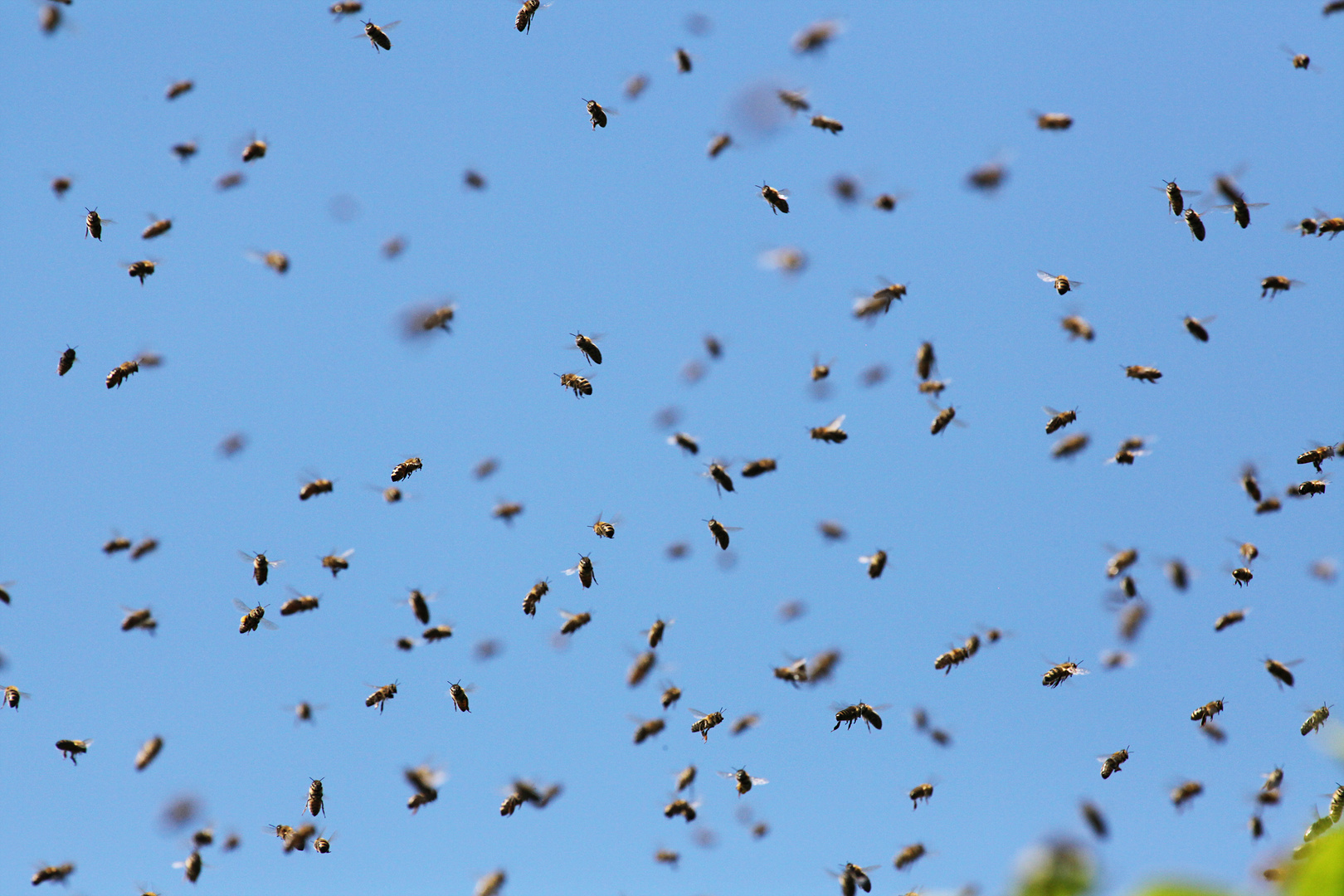 Ein neues Bienenvolk entsteht