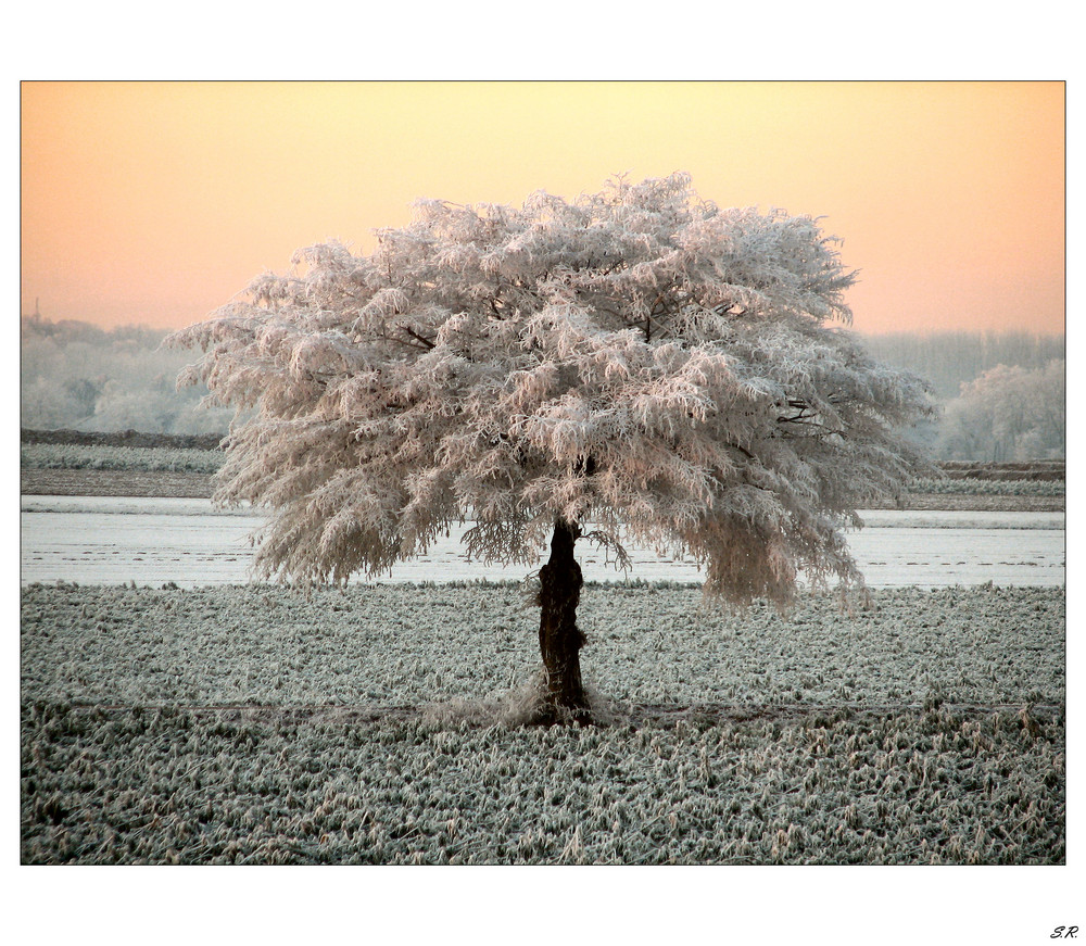 ein neues Kleid für den Baum