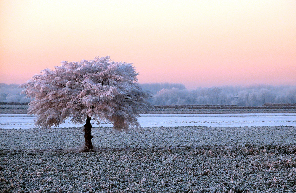 Ein neues Kleid für den Baum