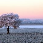 Ein neues Kleid für den Baum