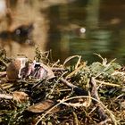 ein neues Leben entsteht am Wasser - Haubentaucher