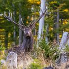 Ein neugieriger Hirsch