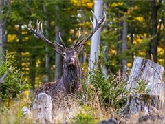 Ein neugieriger Hirsch