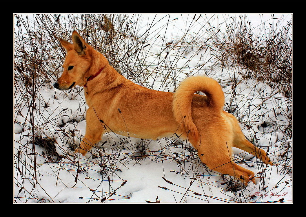 Ein neugieriger Hund