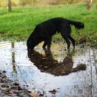 Ein neugieriger Hund