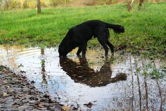 Ein neugieriger Hund