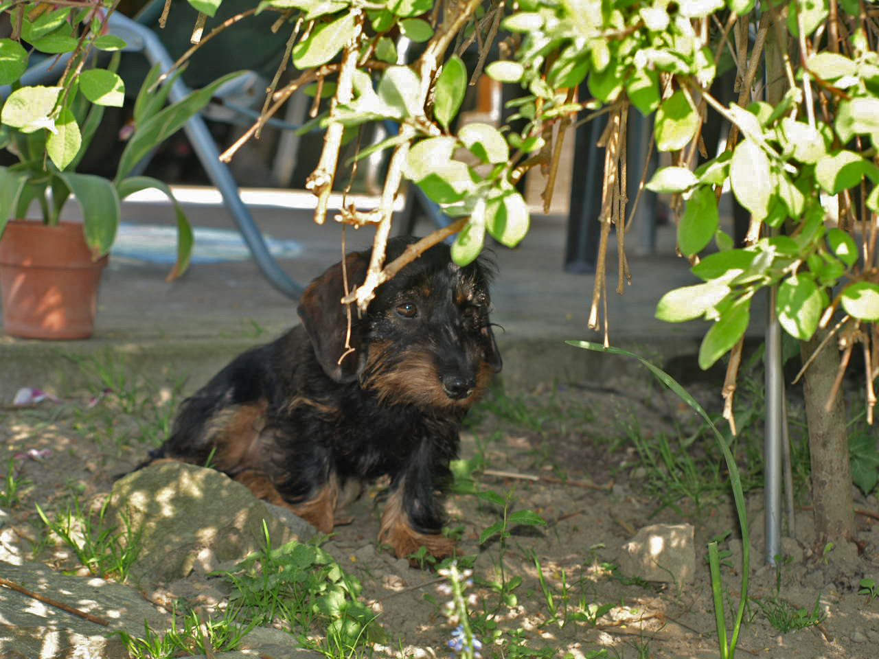 Ein neugieriger Hund