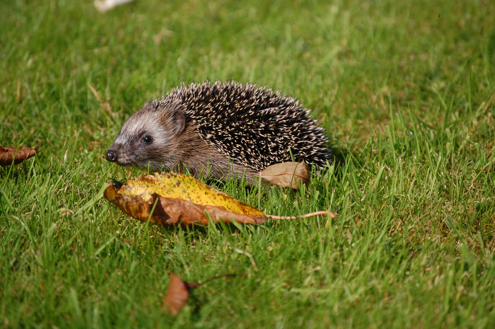 Ein neugieriger junger Igel