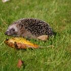 Ein neugieriger junger Igel