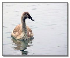 Ein neugieriger Jungschwan