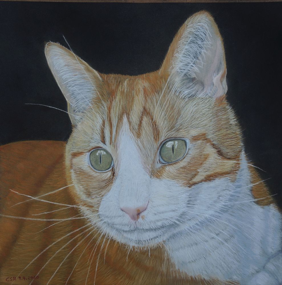 Ein neugieriger Kater - gemalt mit Pastellkreide